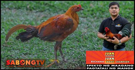 Episode previews of sabong, cockfighting and gamefowls.